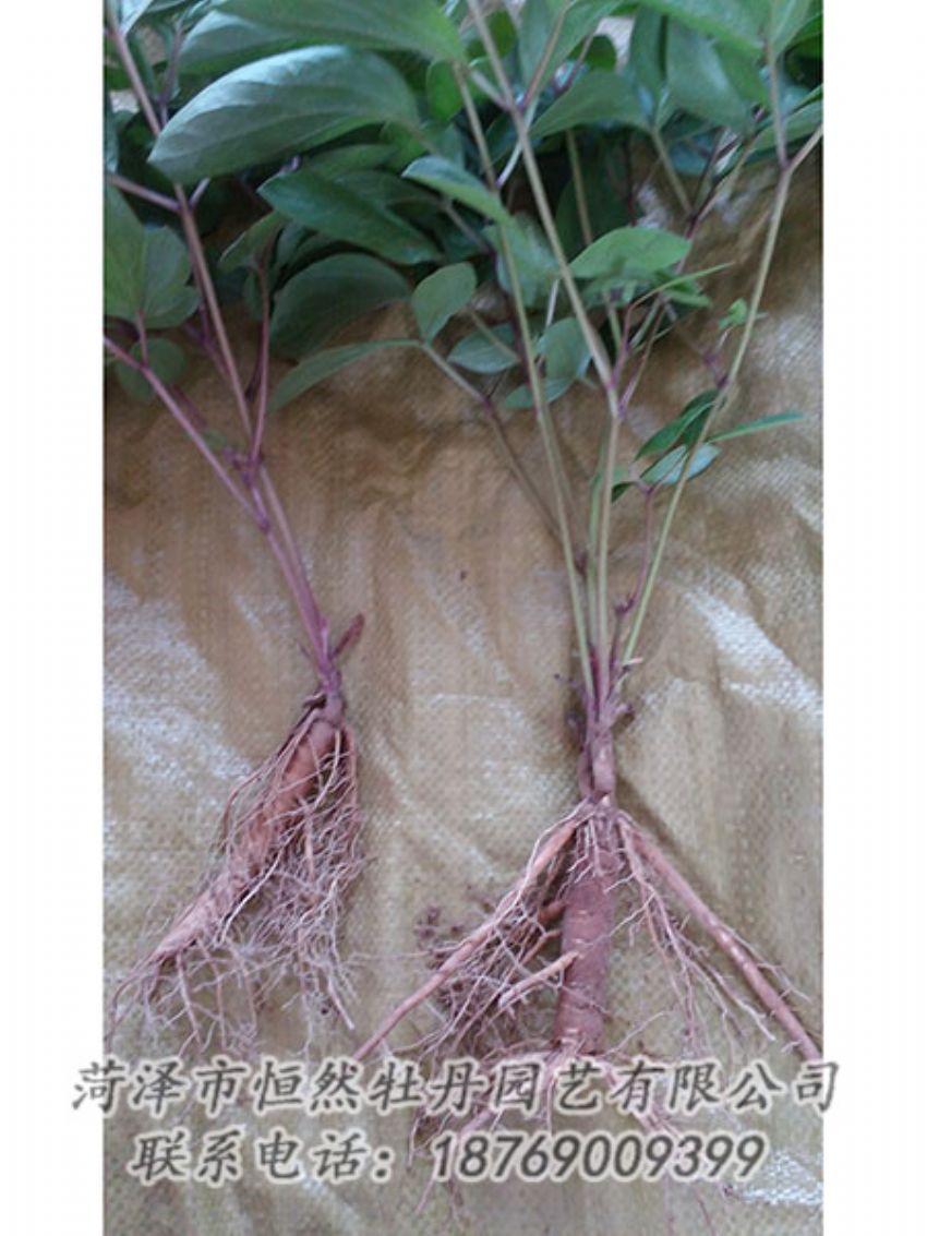 點擊查看詳細(xì)信息<br>標(biāo)題：二年芍藥苗 閱讀次數(shù)：1307