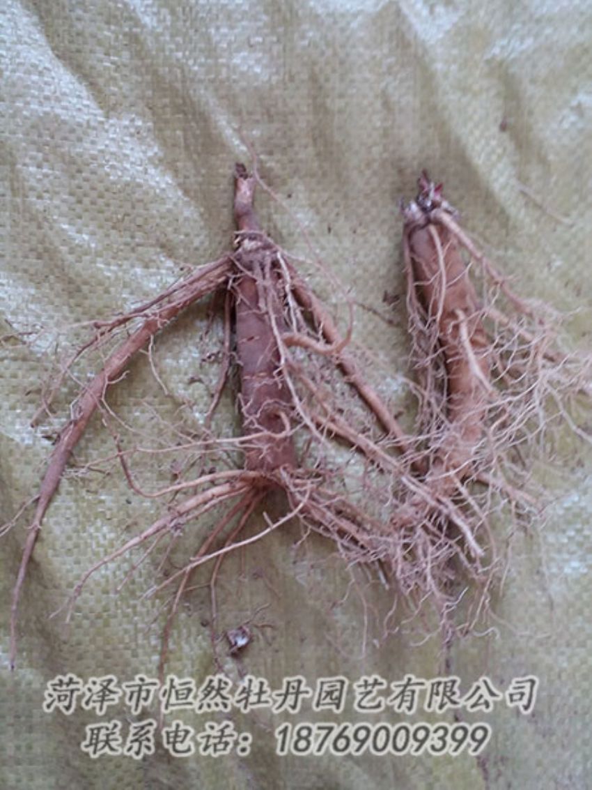 點擊查看詳細(xì)信息<br>標(biāo)題：二年芍藥苗 閱讀次數(shù)：1246