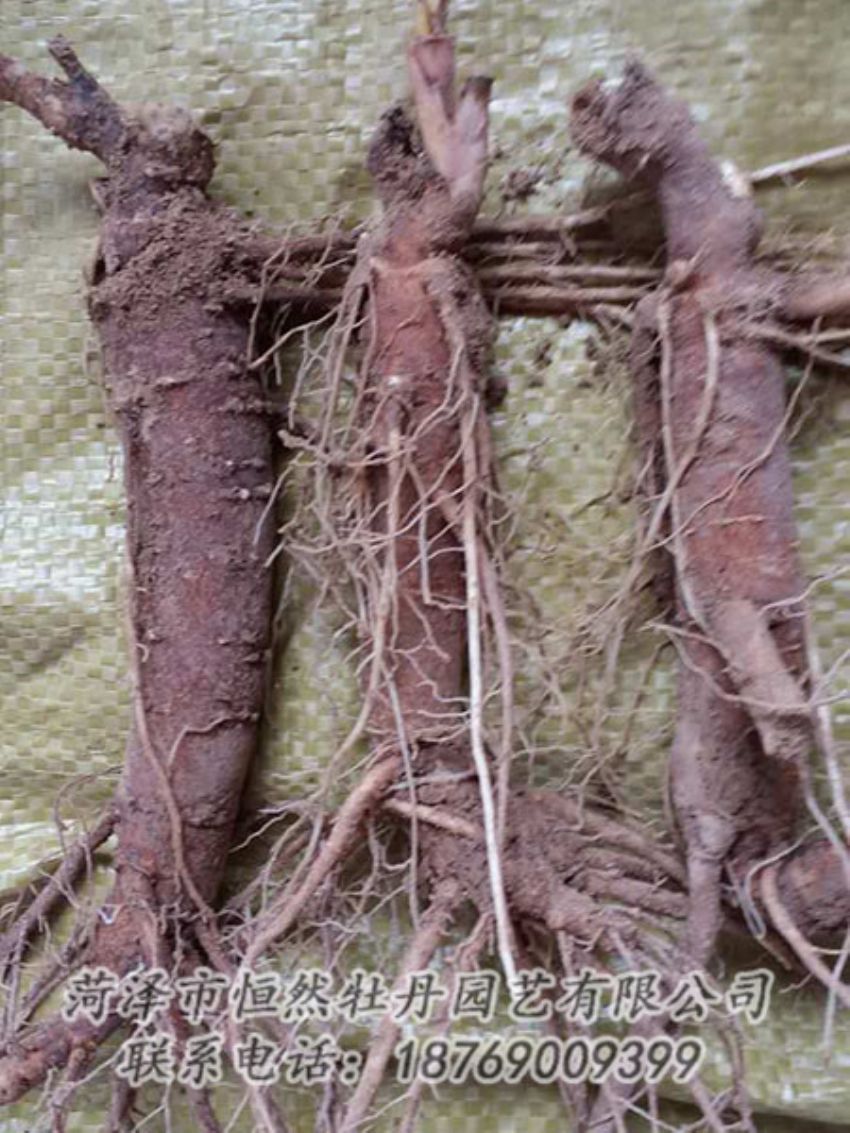 點擊查看詳細(xì)信息<br>標(biāo)題：二年芍藥苗 閱讀次數(shù)：1301