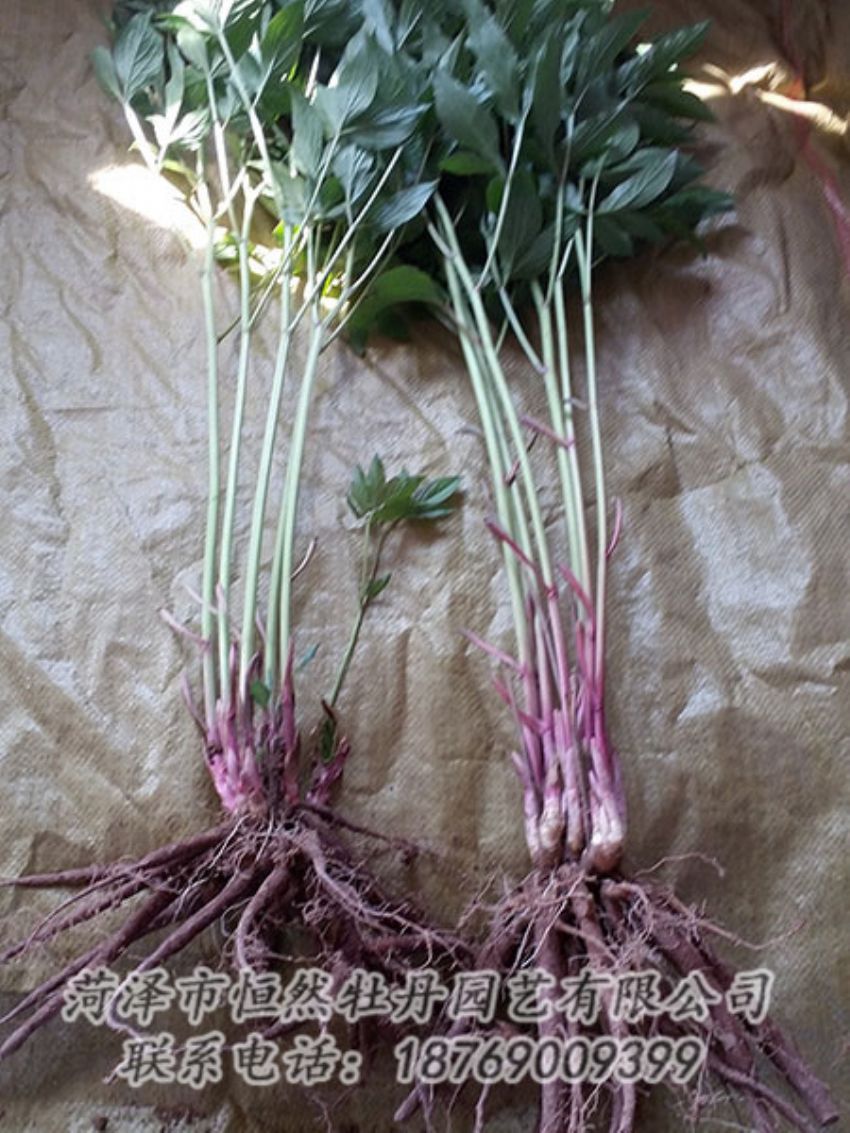 點擊查看詳細(xì)信息<br>標(biāo)題：二年芍藥苗 閱讀次數(shù)：1344