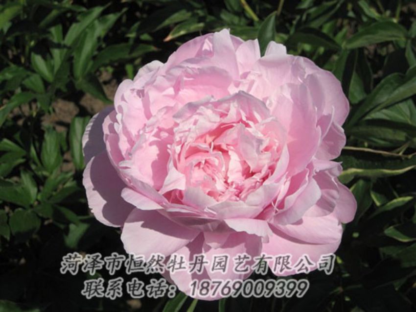 點(diǎn)擊查看詳細(xì)信息<br>標(biāo)題：藍(lán)田碧玉 閱讀次數(shù)：2202