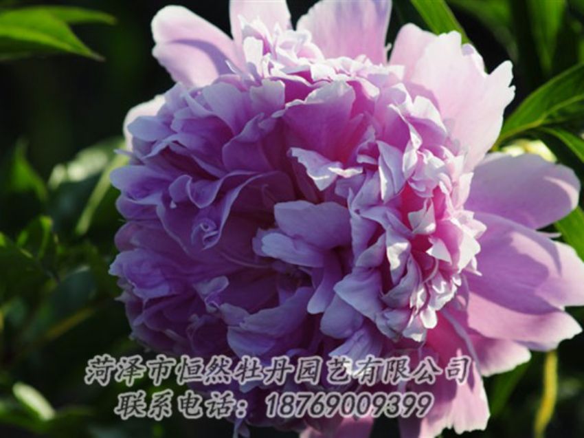 點(diǎn)擊查看詳細(xì)信息<br>標(biāo)題：藍(lán)菊 閱讀次數(shù)：1340