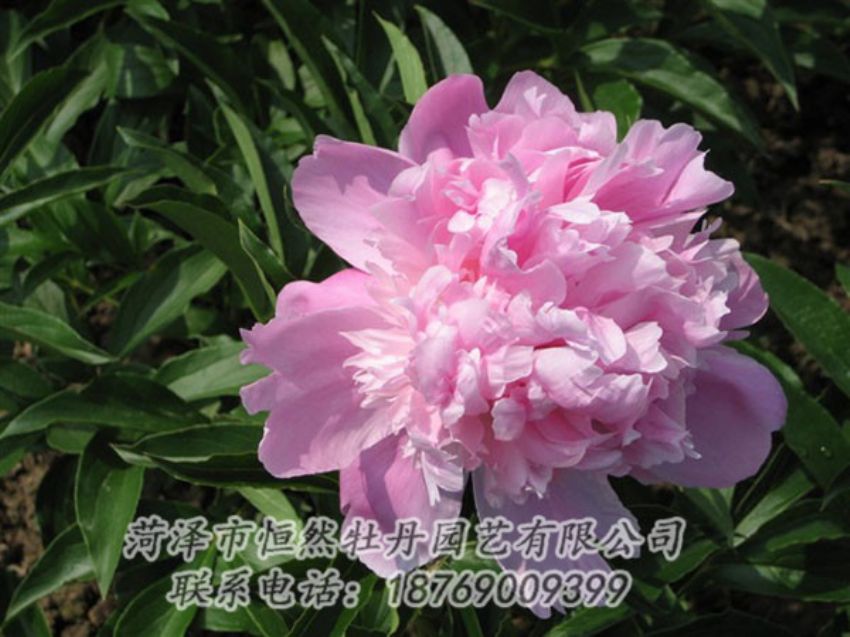 點(diǎn)擊查看詳細(xì)信息<br>標(biāo)題：富士山 閱讀次數(shù)：1269