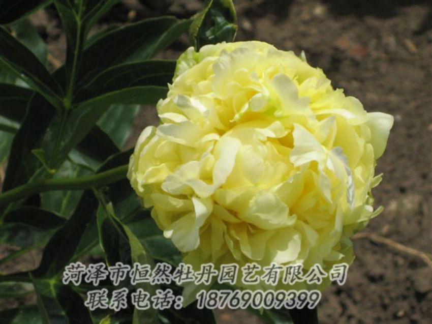 點(diǎn)擊查看詳細(xì)信息<br>標(biāo)題：黃色芍藥 閱讀次數(shù)：1913