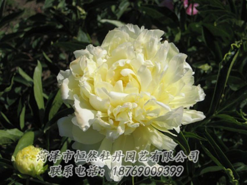 點(diǎn)擊查看詳細(xì)信息<br>標(biāo)題：黃金輪 閱讀次數(shù)：1329