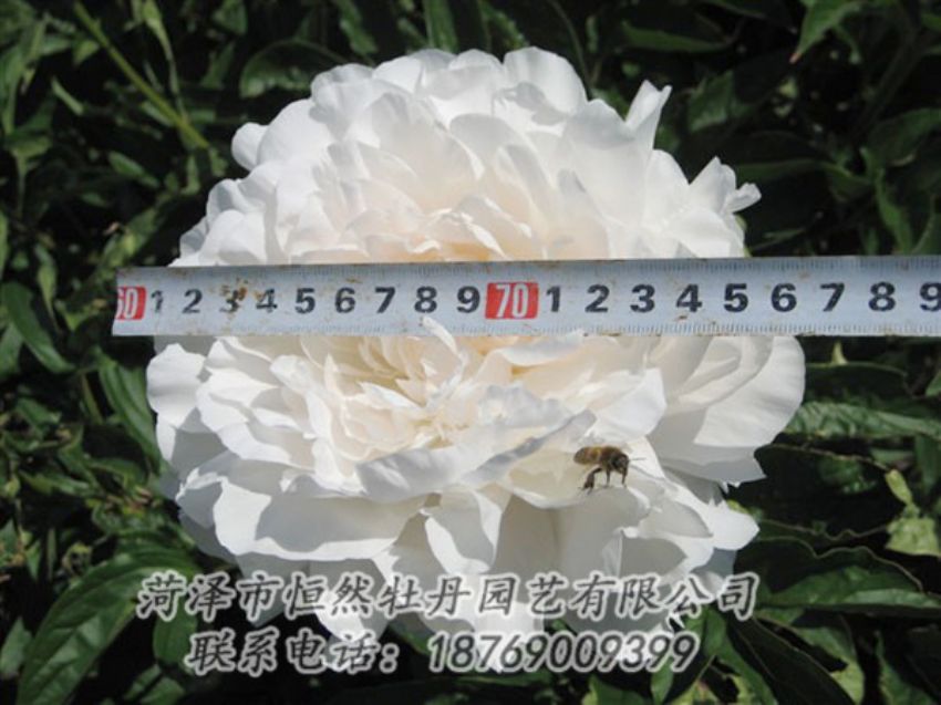 點(diǎn)擊查看詳細(xì)信息<br>標(biāo)題：楊妃出浴 閱讀次數(shù)：1367