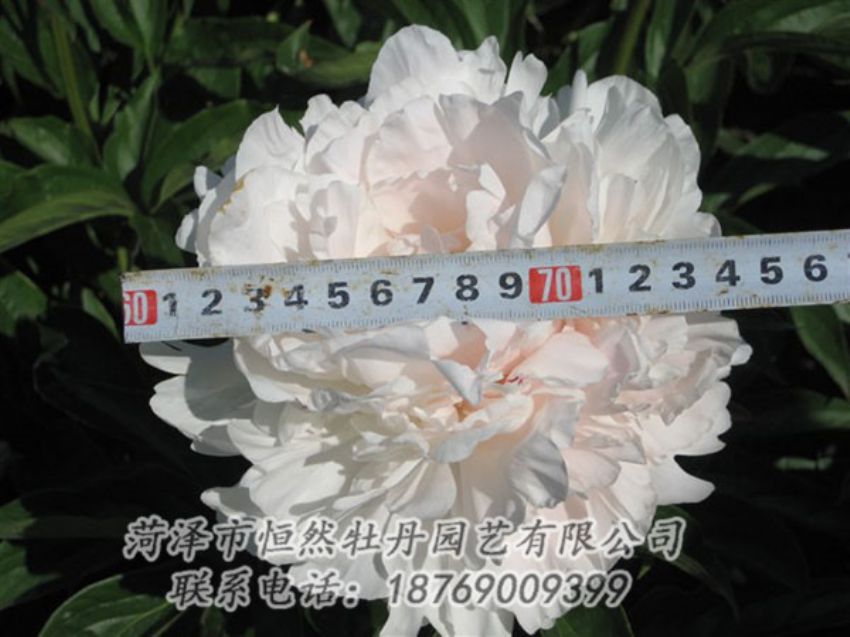 點(diǎn)擊查看詳細(xì)信息<br>標(biāo)題：雪峰 閱讀次數(shù)：1241