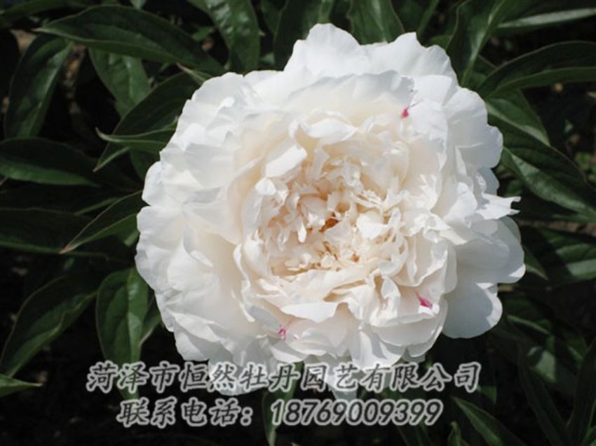 點(diǎn)擊查看詳細(xì)信息<br>標(biāo)題：娃娃面 閱讀次數(shù)：1812