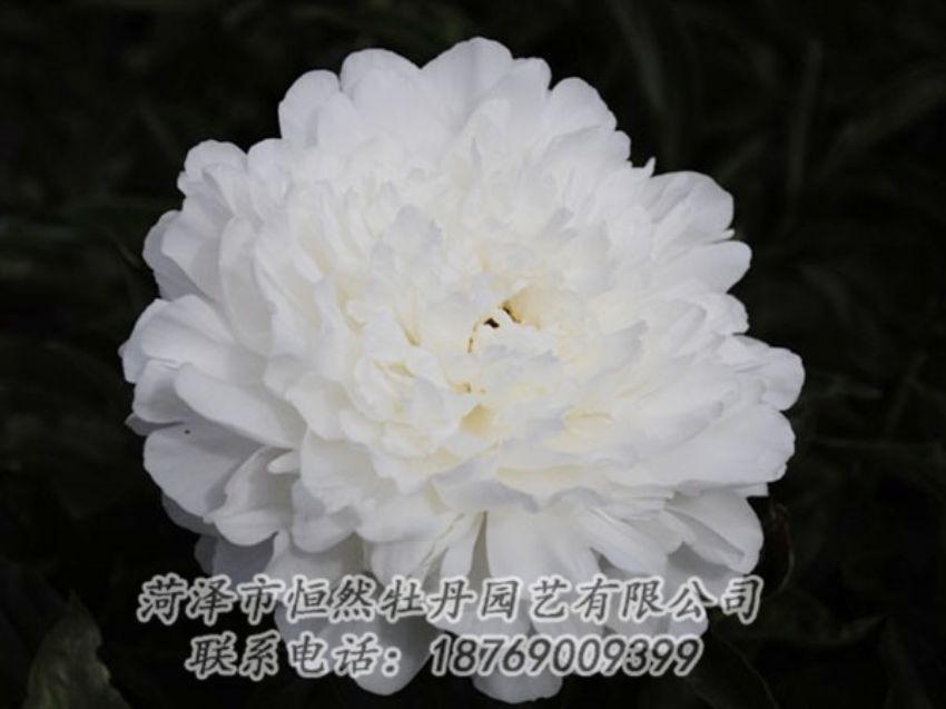 點(diǎn)擊查看詳細(xì)信息<br>標(biāo)題：沙金冠頂 閱讀次數(shù)：1314