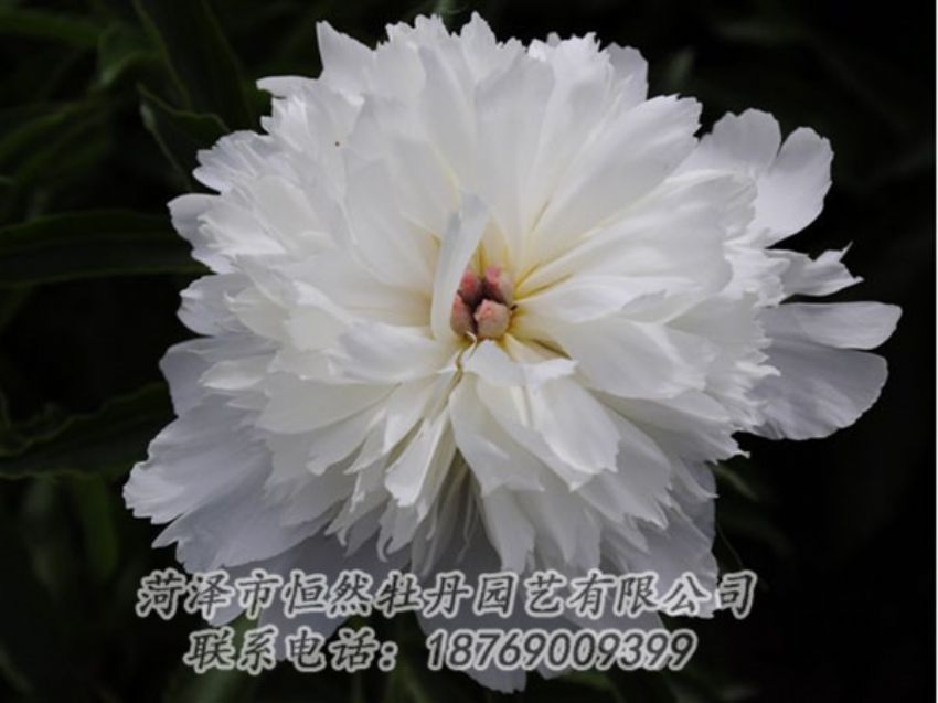 點(diǎn)擊查看詳細(xì)信息<br>標(biāo)題：玲瓏玉 閱讀次數(shù)：1304