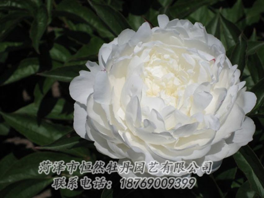 點(diǎn)擊查看詳細(xì)信息<br>標(biāo)題：白玉盤(pán) 閱讀次數(shù)：1318