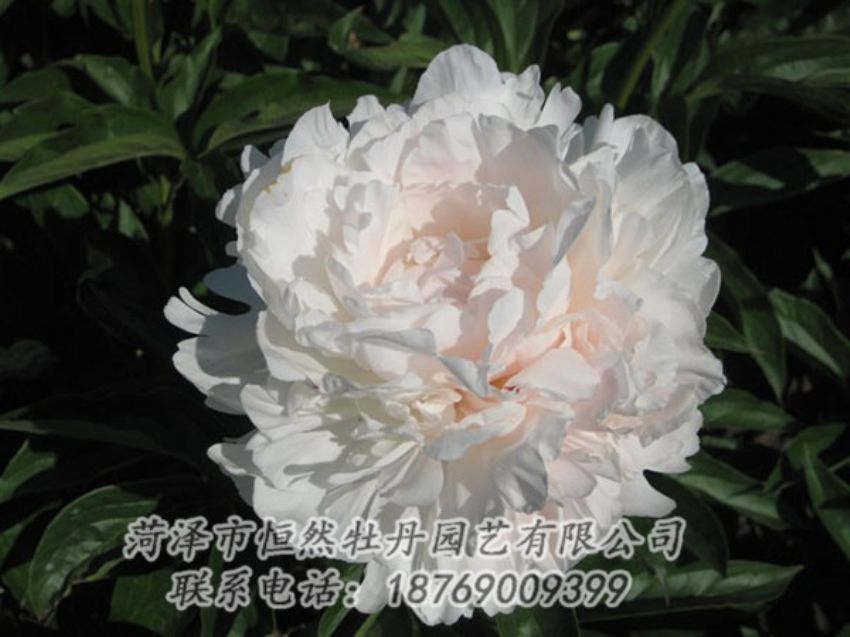 點(diǎn)擊查看詳細(xì)信息<br>標(biāo)題：白玉樓 閱讀次數(shù)：2072