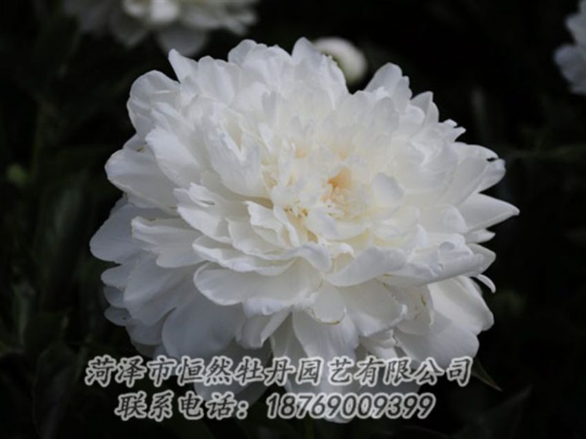 點(diǎn)擊查看詳細(xì)信息<br>標(biāo)題：白色 閱讀次數(shù)：1335