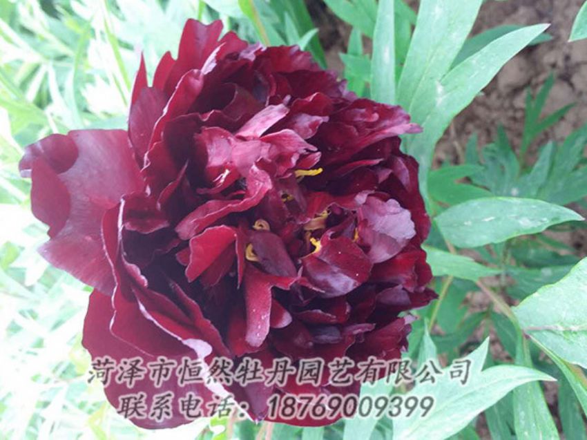 點擊查看詳細信息<br>標題：黑色牡丹 閱讀次數(shù)：1328