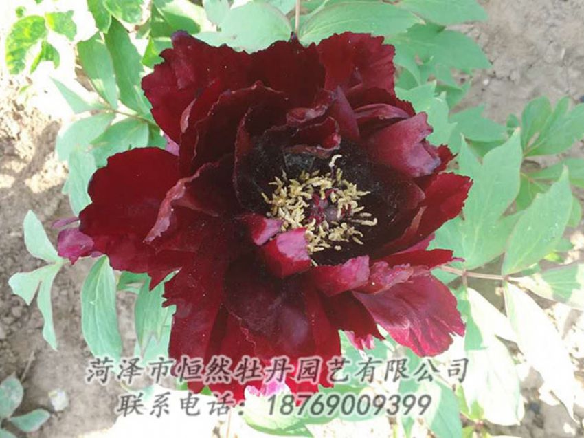 點(diǎn)擊查看詳細(xì)信息<br>標(biāo)題：黑色牡丹 閱讀次數(shù)：1791