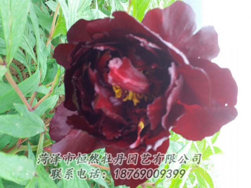 點(diǎn)擊查看詳細(xì)信息<br>標(biāo)題：黑色牡丹 閱讀次數(shù)：1288