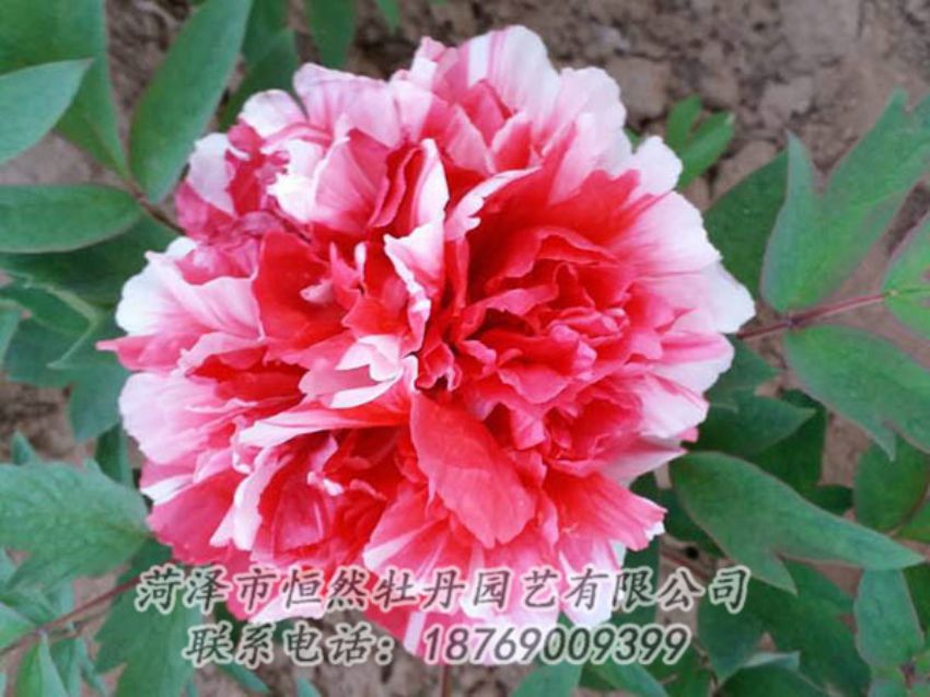 點(diǎn)擊查看詳細(xì)信息<br>標(biāo)題：復(fù)色牡丹 閱讀次數(shù)：1288