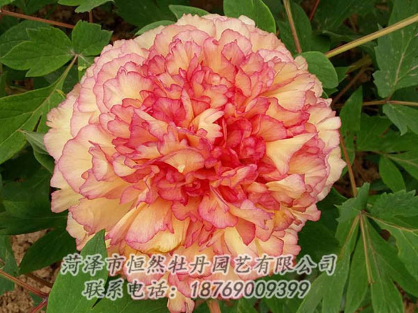 點(diǎn)擊查看詳細(xì)信息<br>標(biāo)題：復(fù)色牡丹 閱讀次數(shù)：1309