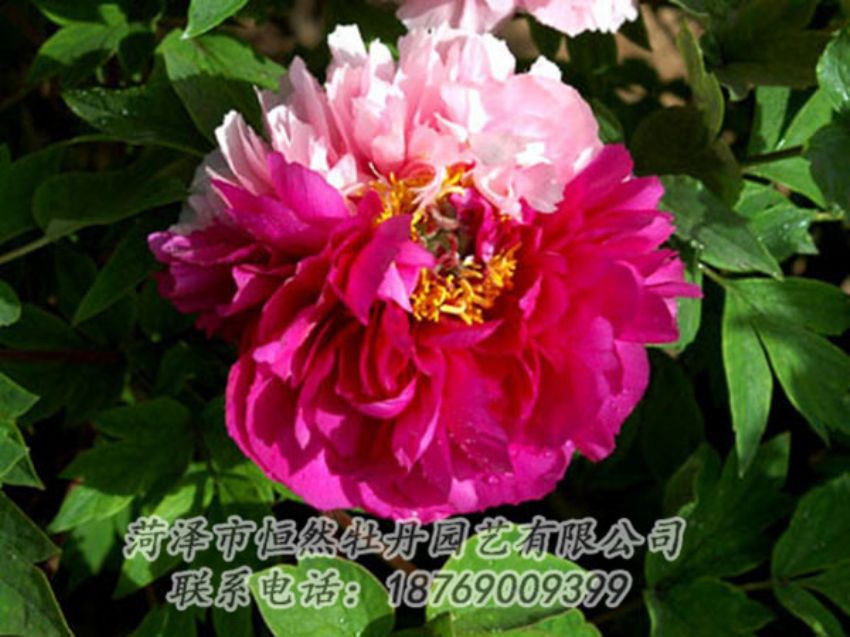 點(diǎn)擊查看詳細(xì)信息<br>標(biāo)題：復(fù)色牡丹 閱讀次數(shù)：1268