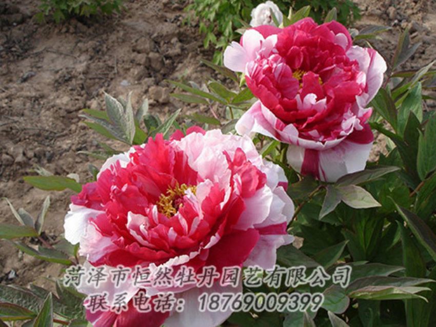 點(diǎn)擊查看詳細(xì)信息<br>標(biāo)題：復(fù)色牡丹 閱讀次數(shù)：1322