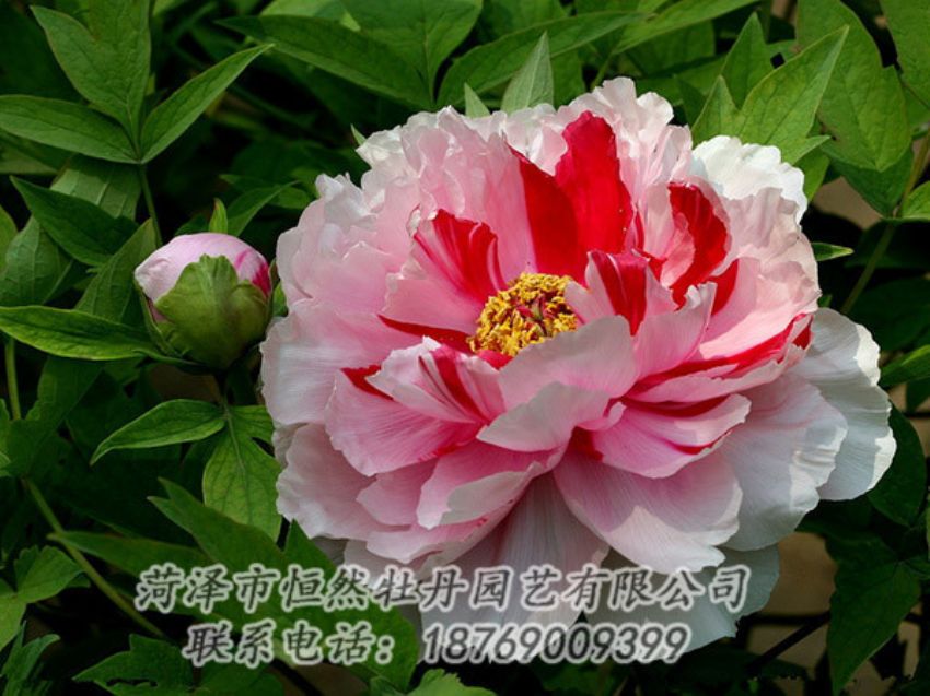 點(diǎn)擊查看詳細(xì)信息<br>標(biāo)題：復(fù)色牡丹 閱讀次數(shù)：1863