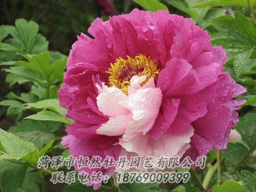 點(diǎn)擊查看詳細(xì)信息<br>標(biāo)題：復(fù)色牡丹 閱讀次數(shù)：1354