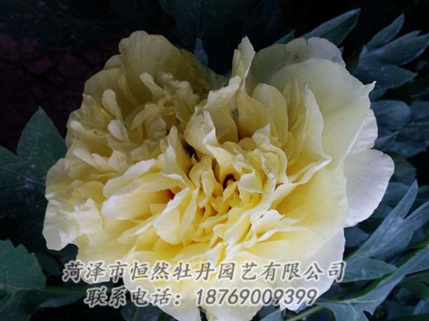 點擊查看詳細信息<br>標題：黃色牡丹 閱讀次數(shù)：1292