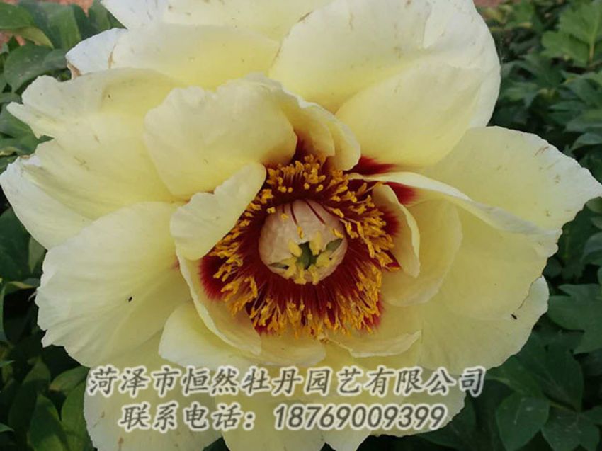 點擊查看詳細信息<br>標題：黃色牡丹 閱讀次數(shù)：1278