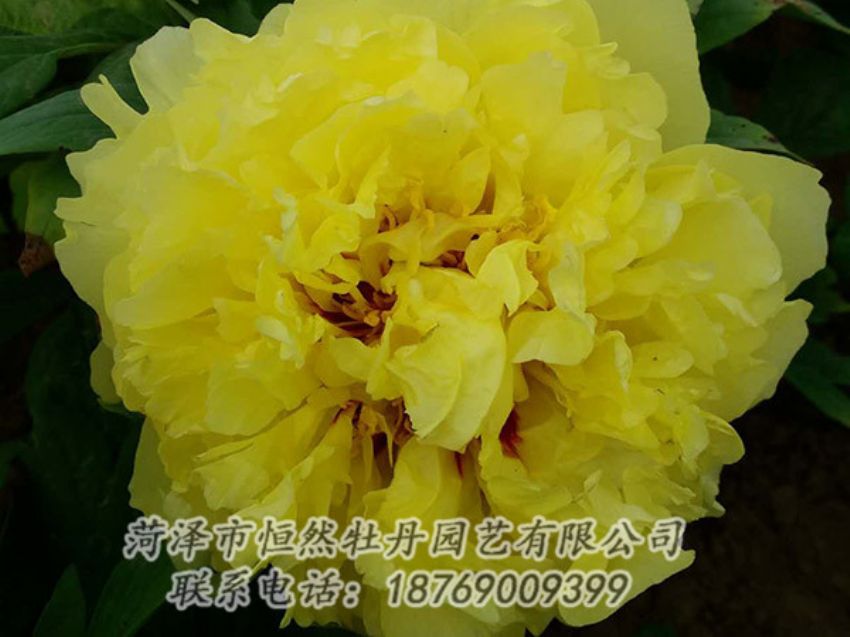 點擊查看詳細信息<br>標題：黃色牡丹 閱讀次數(shù)：1292