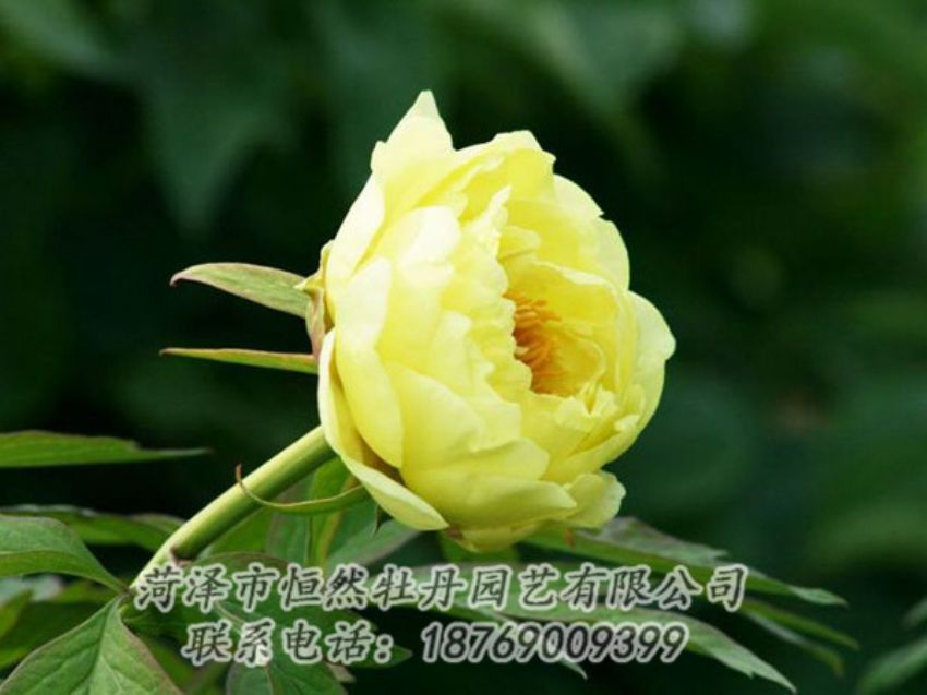 點(diǎn)擊查看詳細(xì)信息<br>標(biāo)題：黃色牡丹 閱讀次數(shù)：1825