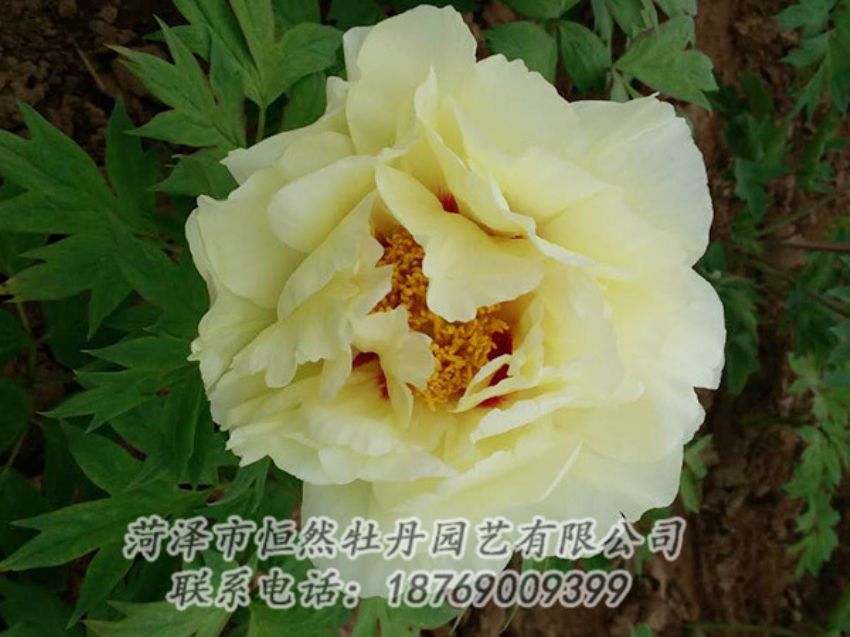 點(diǎn)擊查看詳細(xì)信息<br>標(biāo)題：黃色牡丹 閱讀次數(shù)：1791