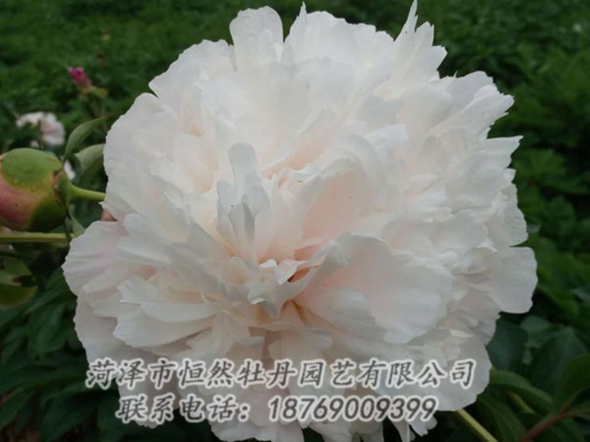 點擊查看詳細信息<br>標題：白色牡丹 閱讀次數(shù)：1333