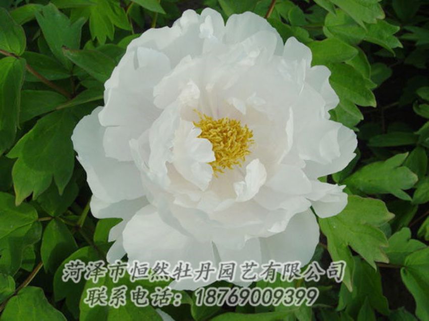 點(diǎn)擊查看詳細(xì)信息<br>標(biāo)題：白色牡丹 閱讀次數(shù)：1876