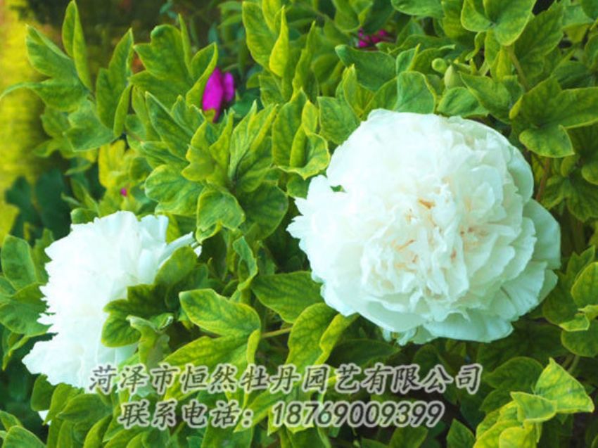 點擊查看詳細信息<br>標題：白色牡丹 閱讀次數(shù)：1301