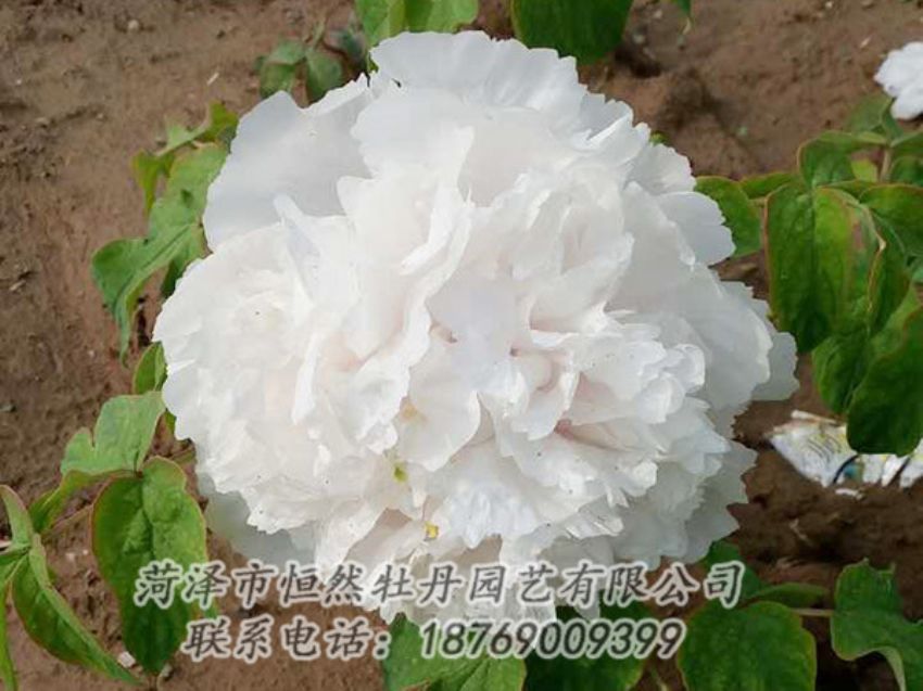 點擊查看詳細信息<br>標題：白色牡丹 閱讀次數(shù)：1080