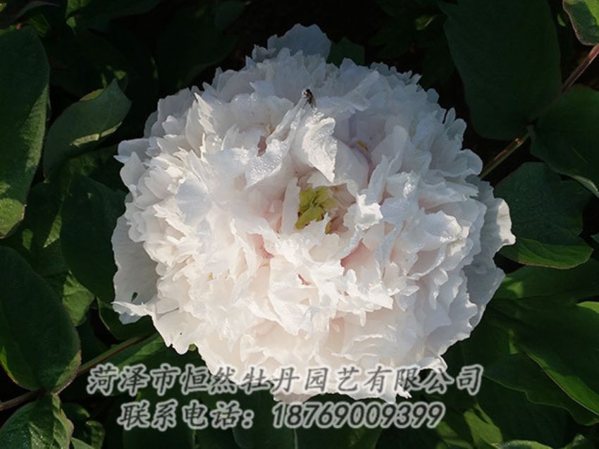 點擊查看詳細信息<br>標題：白色牡丹 閱讀次數(shù)：1308