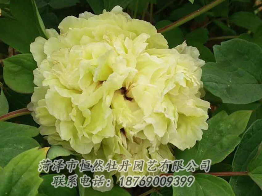 點(diǎn)擊查看詳細(xì)信息<br>標(biāo)題：綠色 閱讀次數(shù)：1156