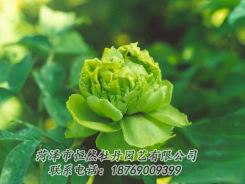 點擊查看詳細信息<br>標題：綠色牡丹 閱讀次數(shù)：1306