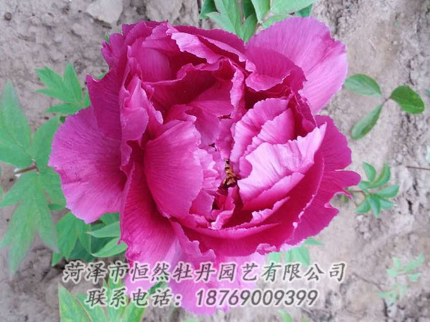 點擊查看詳細信息<br>標題：紫色牡丹 閱讀次數(shù)：1128