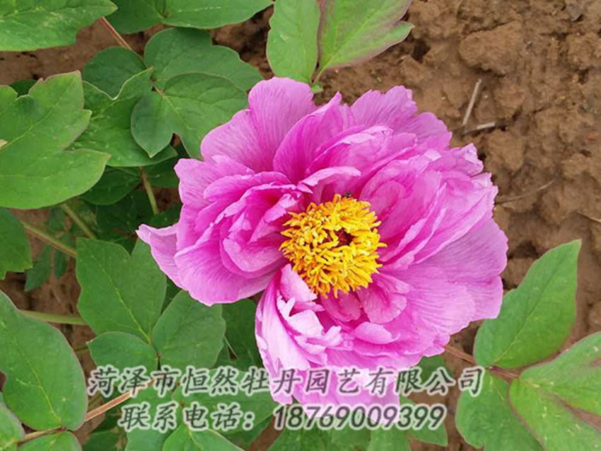 點(diǎn)擊查看詳細(xì)信息<br>標(biāo)題：紫色牡丹 閱讀次數(shù)：1260