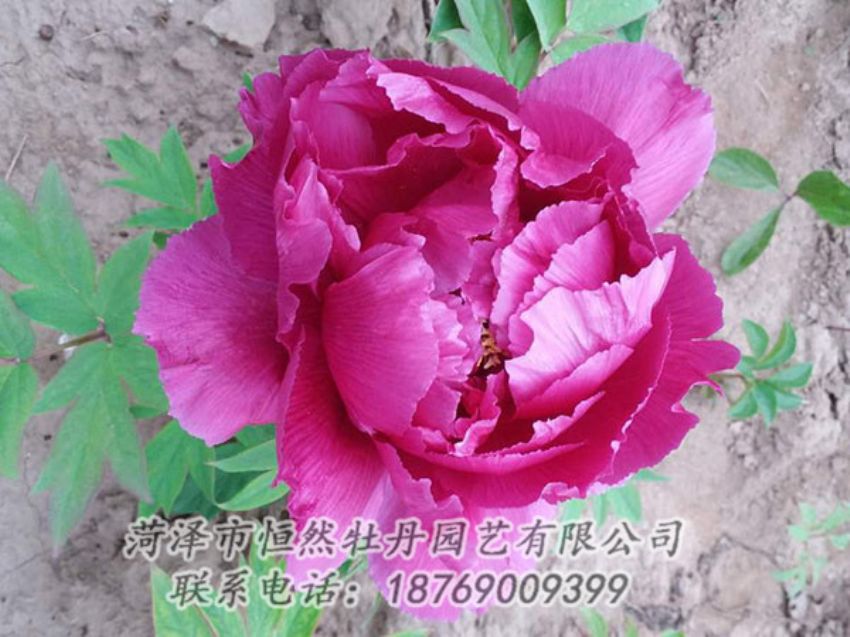 點(diǎn)擊查看詳細(xì)信息<br>標(biāo)題：紫色牡丹 閱讀次數(shù)：1229