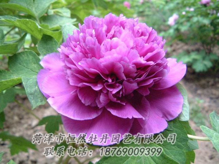 點(diǎn)擊查看詳細(xì)信息<br>標(biāo)題：紫色牡丹 閱讀次數(shù)：1428