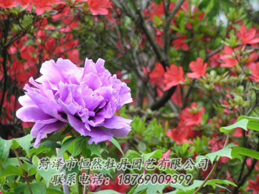 點(diǎn)擊查看詳細(xì)信息<br>標(biāo)題：紫色牡丹 閱讀次數(shù)：1838