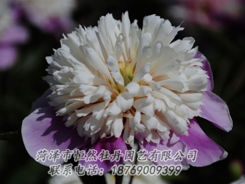 點(diǎn)擊查看詳細(xì)信息<br>標(biāo)題：復(fù)色芍藥 閱讀次數(shù)：1342