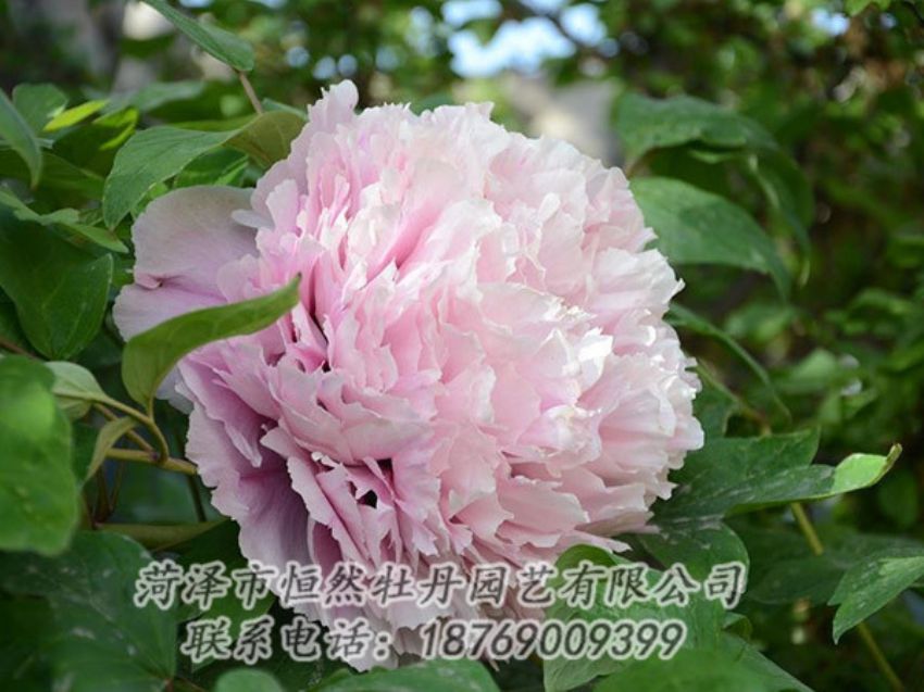 點(diǎn)擊查看詳細(xì)信息<br>標(biāo)題：粉色牡丹 閱讀次數(shù)：1891