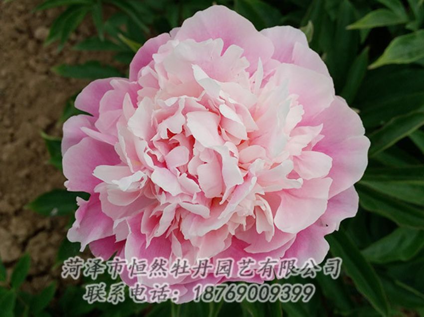 點(diǎn)擊查看詳細(xì)信息<br>標(biāo)題：粉色牡丹 閱讀次數(shù)：1865