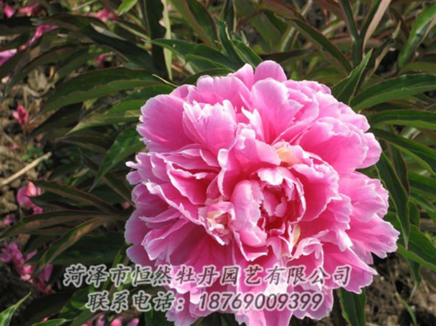 點擊查看詳細信息<br>標題：西施紅妝 閱讀次數(shù)：1119