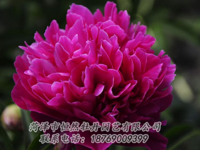 點擊查看詳細信息<br>標題：瑪瑙紅 閱讀次數(shù)：1093