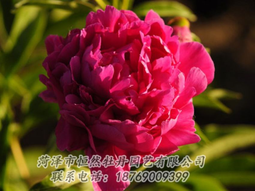 點擊查看詳細信息<br>標題：老來紅 閱讀次數(shù)：1065