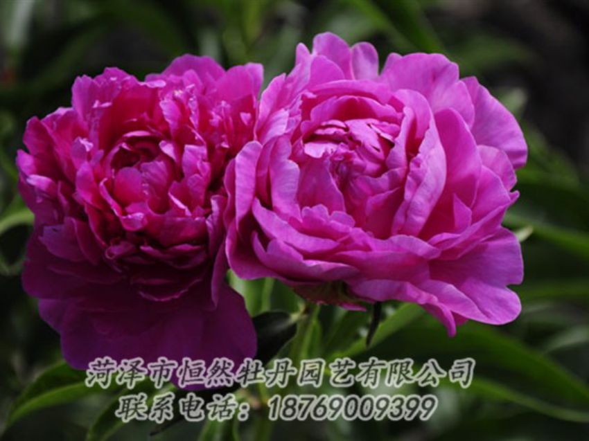 點擊查看詳細(xì)信息<br>標(biāo)題：紅玫瑰 閱讀次數(shù)：1060